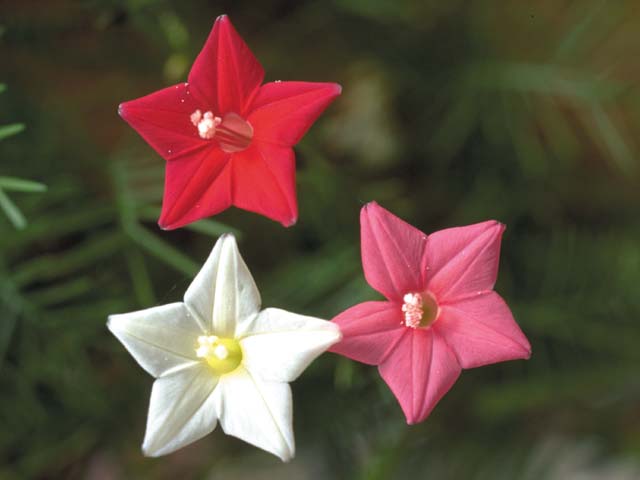 Most Beautiful Flowers in the World